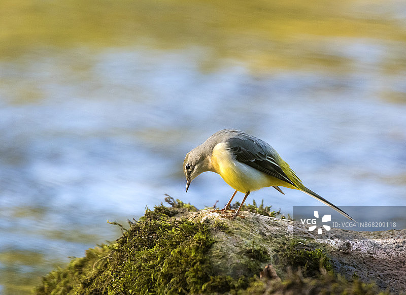 在蒙诺河上以昆虫为食的灰鹡鸰图片素材