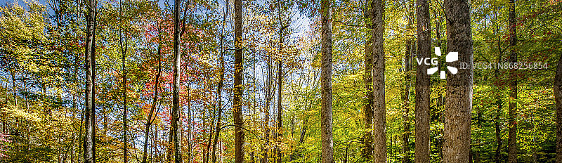 美国大雾山国家公园的绚丽秋色图片素材