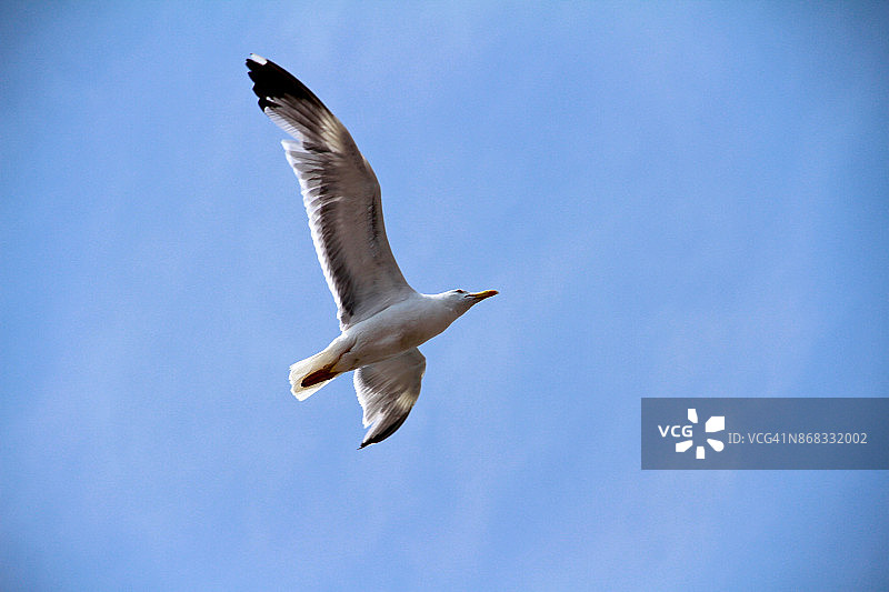 飞行中的黑背鸥（Larus marinus）图片素材