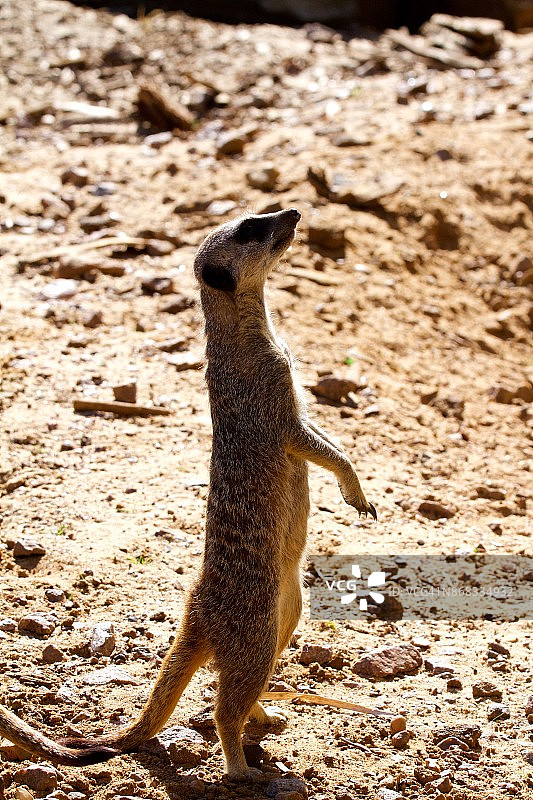 正在观望的猫鼬图片素材