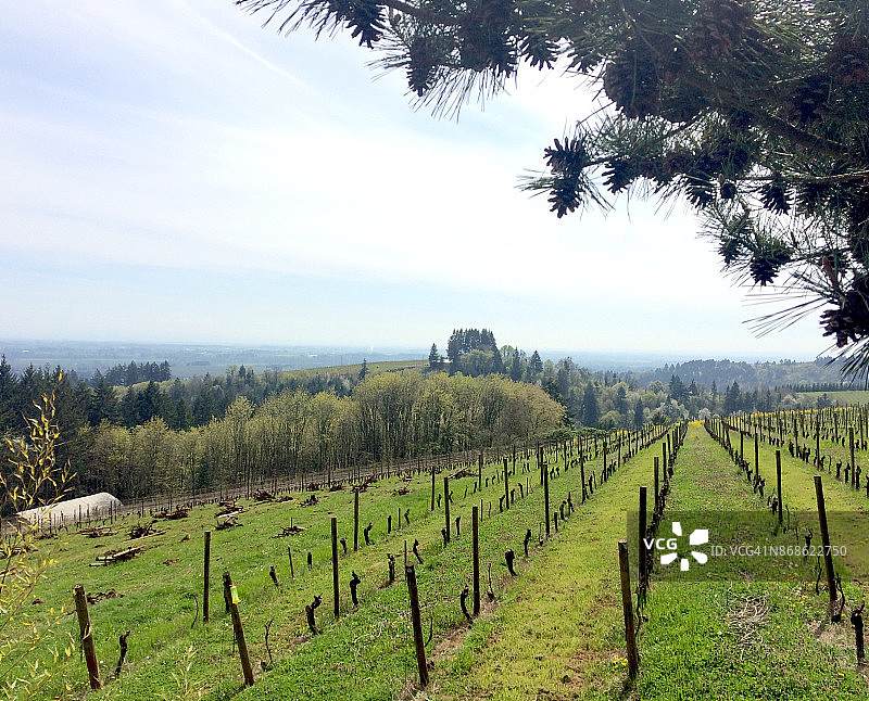 威拉米特河谷葡萄酒产区图片素材