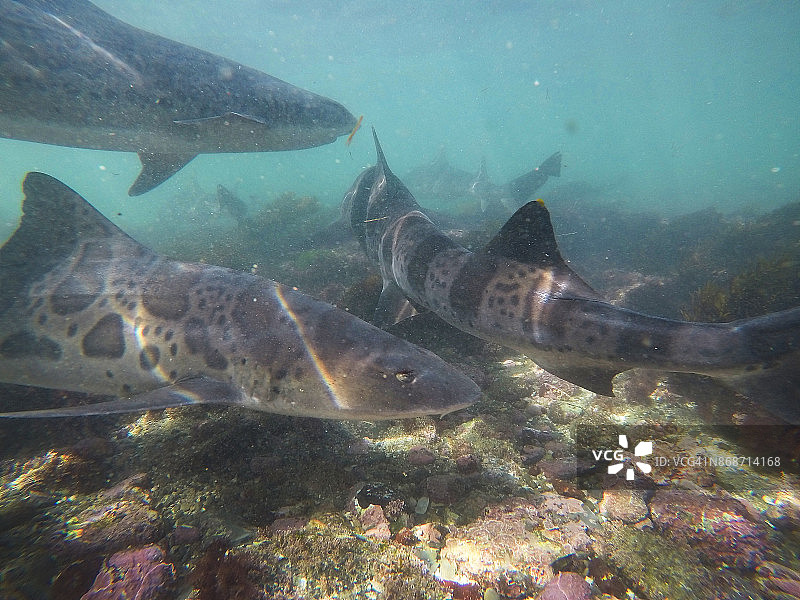拉霍亚海湾太平洋温暖浅水中游动的豹纹鲨鱼图片素材