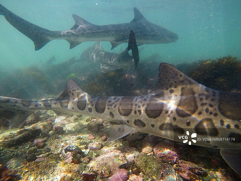 拉霍亚海湾太平洋温暖浅水中游动的豹纹鲨鱼图片素材