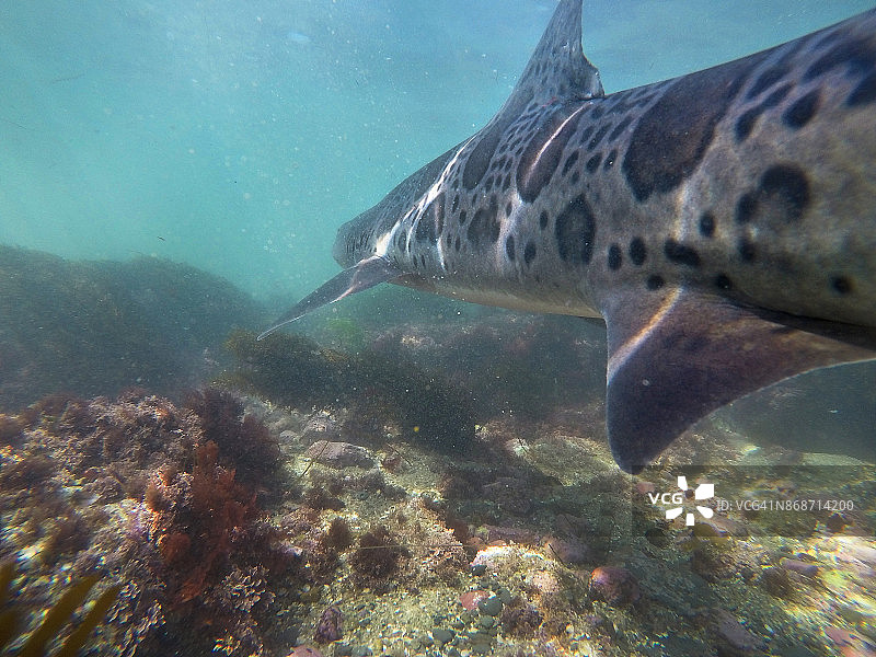拉霍亚海湾太平洋温暖浅水中游动的豹纹鲨鱼图片素材