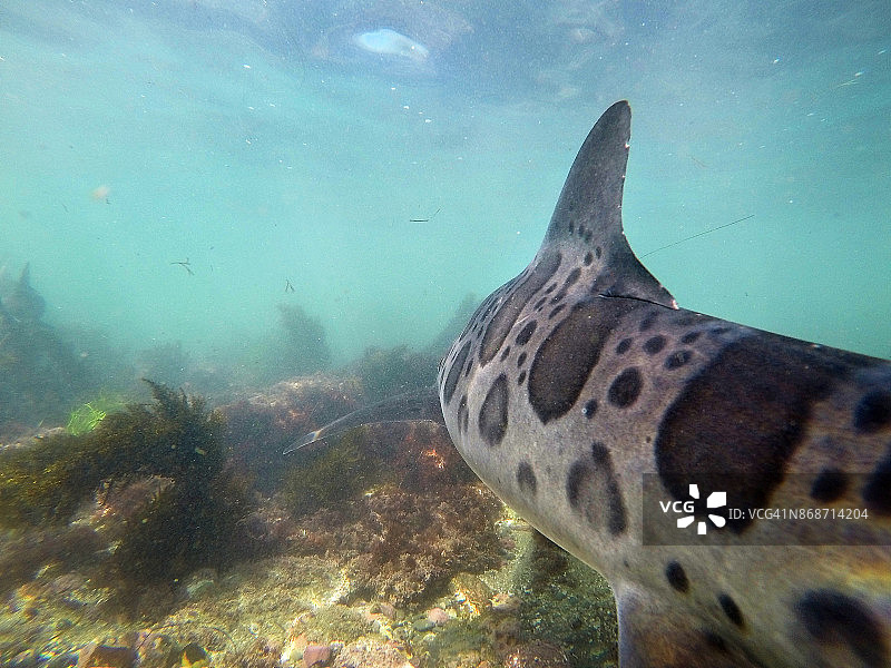 拉霍亚海湾太平洋温暖浅水中游动的豹纹鲨鱼图片素材