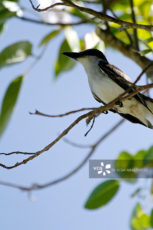 戈西埃的灰王鸟图片素材
