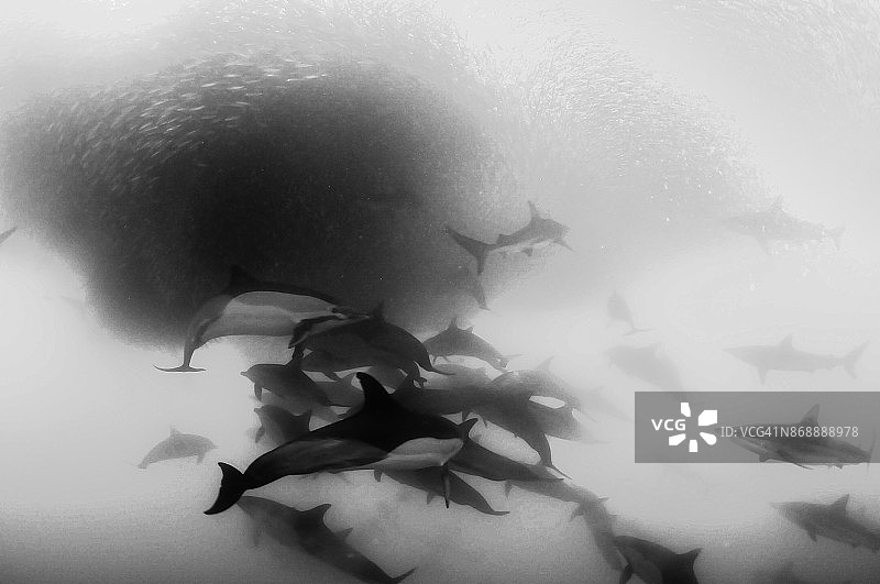 南非野海岸，普通海豚群在沙丁鱼汛期间攻击沙丁鱼饵球，青铜鲨也出现在饵球中。图片素材