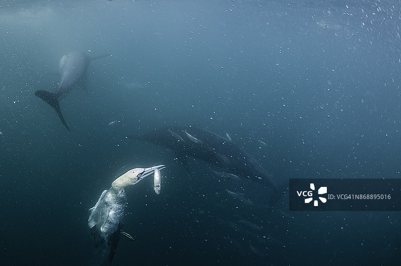 海角塘鹅在沙丁鱼群中捕获沙丁鱼，南非野海岸图片素材