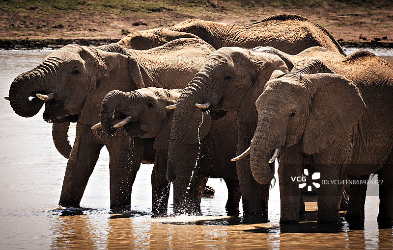 肯尼亚莱基皮亚水塘边的大象家族图片素材