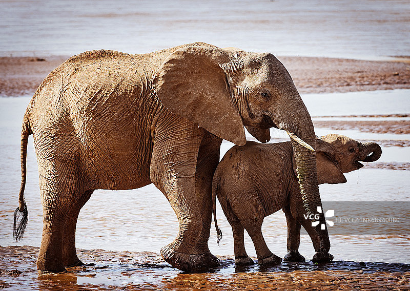 埃瓦索恩吉罗河岸边的大象母子图片素材