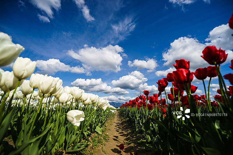 红，白，蓝图片素材