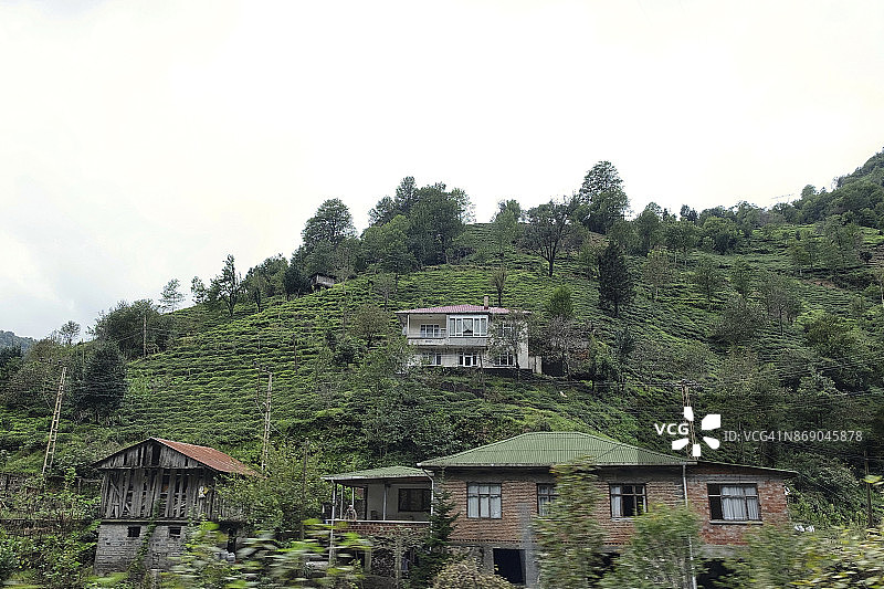 土耳其黑海地区阿尔特温附近山丘上的茶园图片素材
