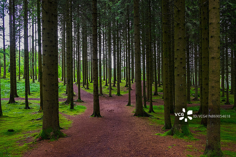 绿色森林和树干图片素材