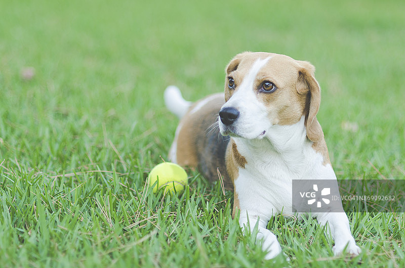 小狗躺在草地上图片素材