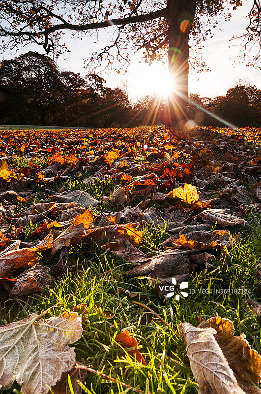 斯托克波特马普尔布拉宾斯公园的逆光秋叶，英国图片素材
