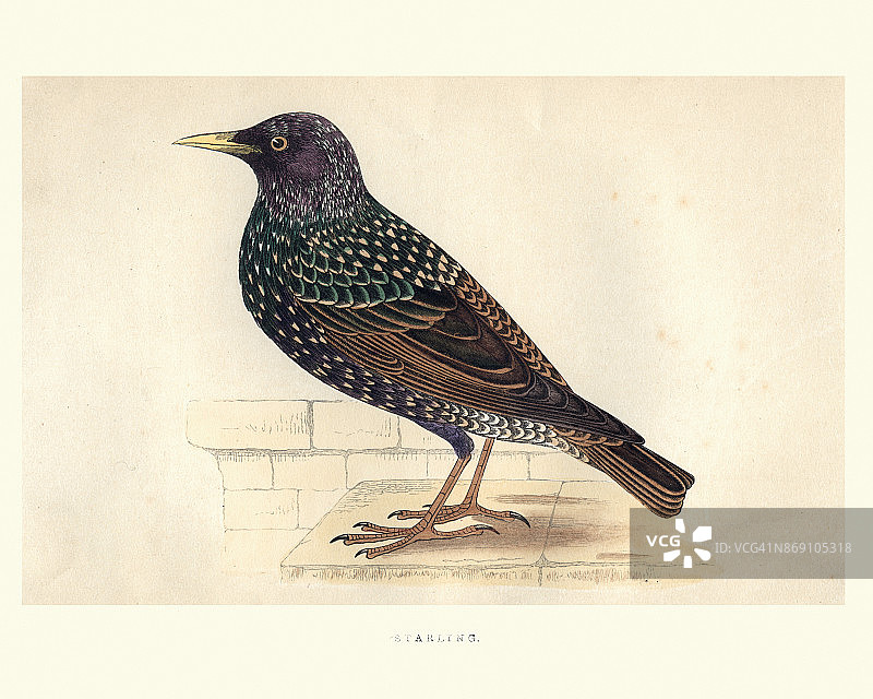 自然历史：鸟类：椋鸟图片素材