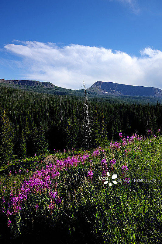 科罗拉多州平顶荒原的风景图片素材
