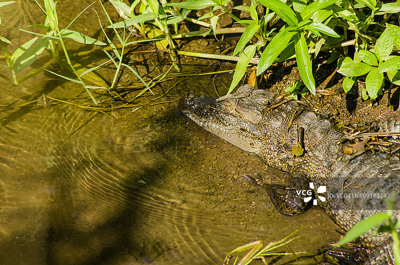 吉尔湿地鳄鱼图片素材