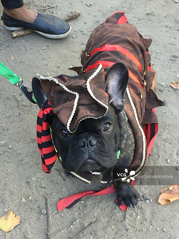 穿着万圣节服装的狗狗图片素材