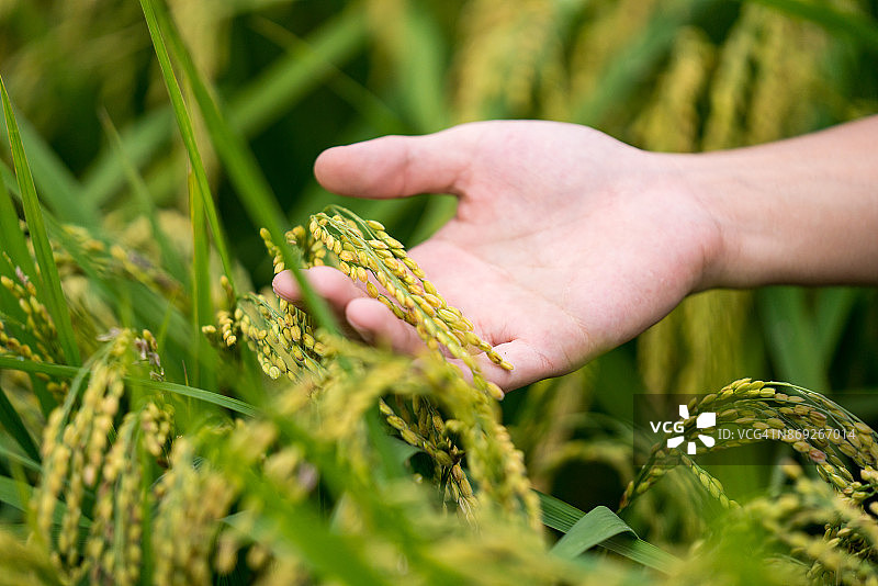 农民检查稻田状况图片素材