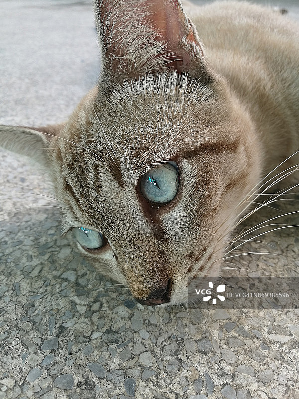 懒惰的猫图片素材