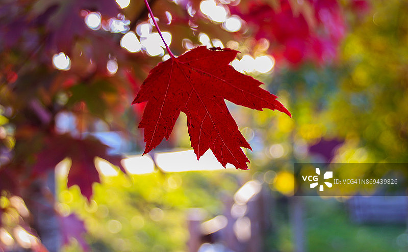 秋季枫叶图片素材