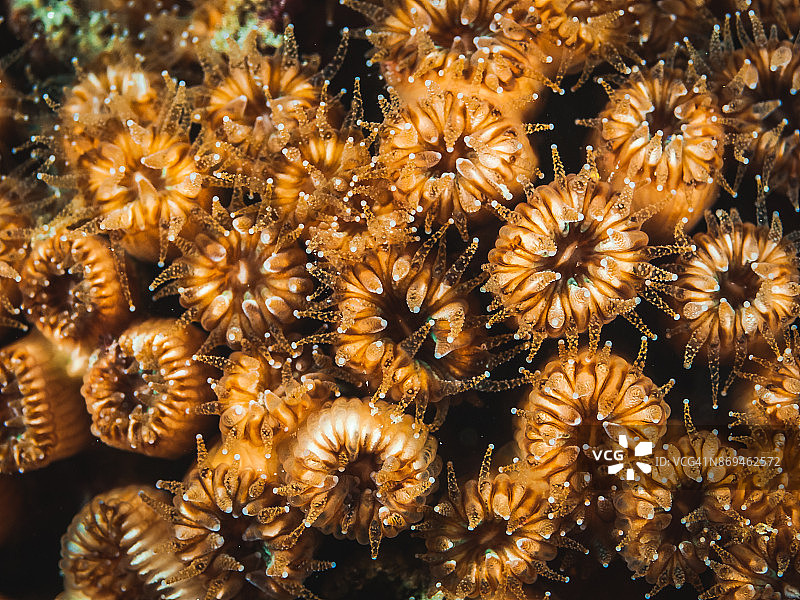 珊瑚群落（丛生珊瑚）图片素材