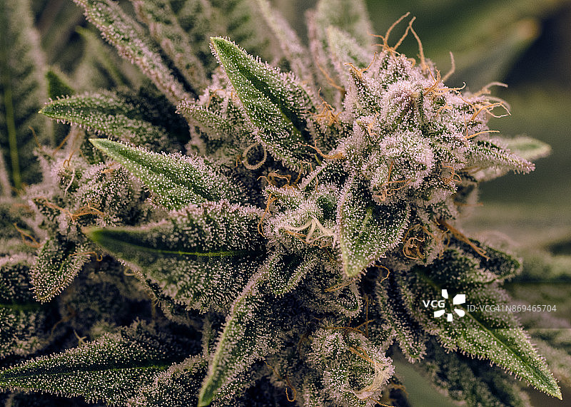 大麻植物芽实拍图片素材