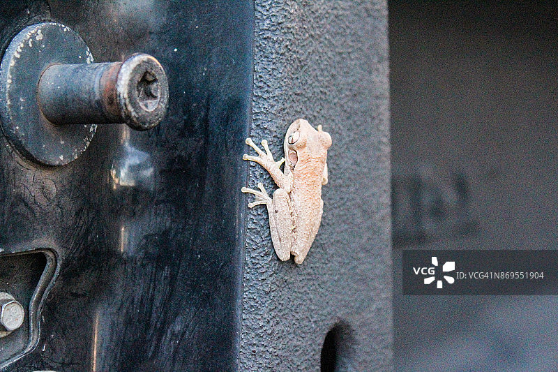 车身旁的古巴树蛙图片素材