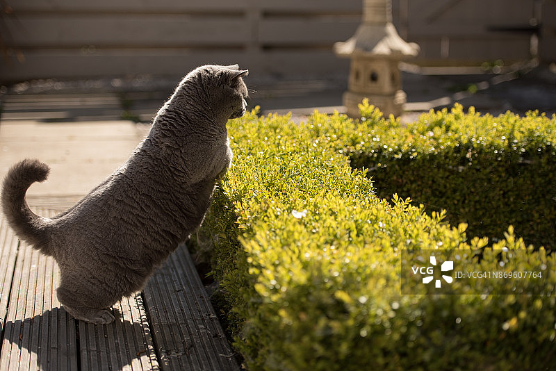 英国短毛猫跳过禅宗花园的树篱图片素材