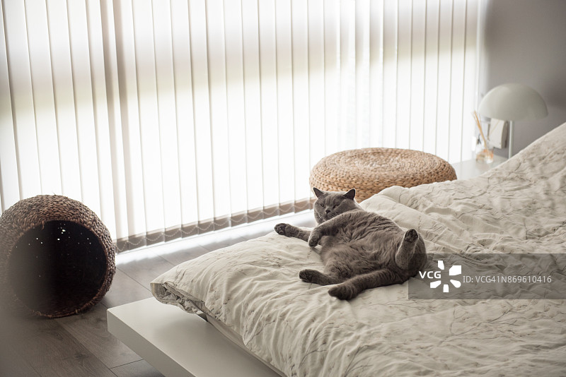 躺在床上看向镜头的英国短毛猫图片素材