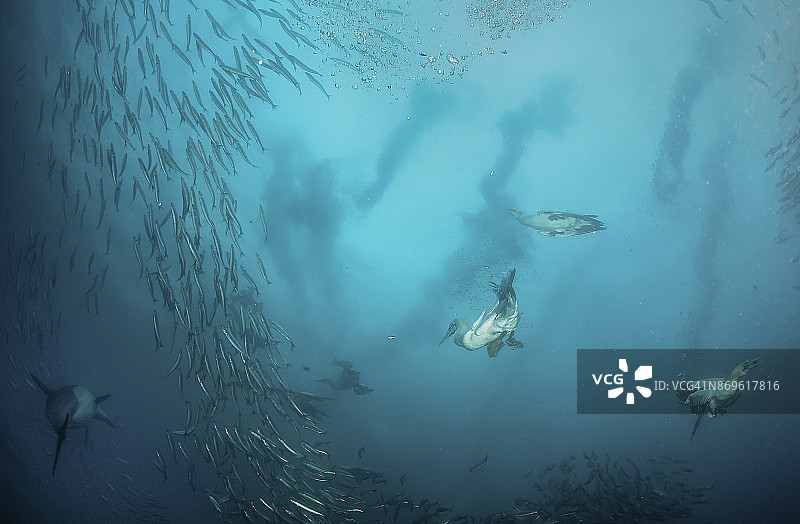 南非东海岸沙丁鱼迁徙期间，海角塘鹅在水下试图捕食普通海豚围捕的沙丁鱼饵球图片素材