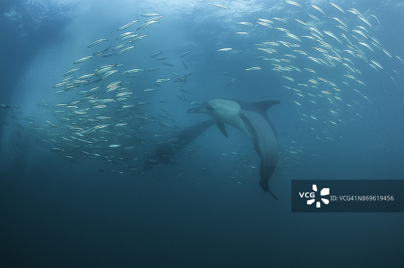 南非海岸沙丁鱼迁徙期间，普通海豚攻击沙丁鱼群图片素材