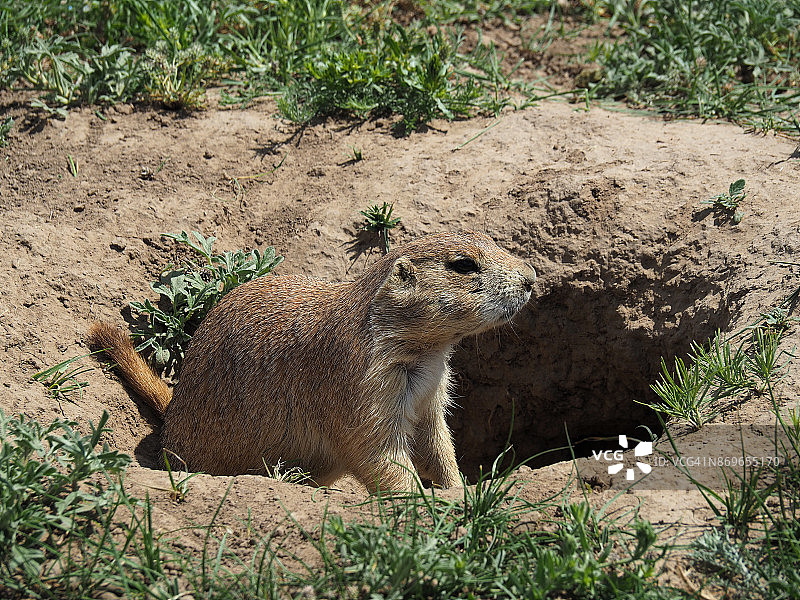 洞穴附近的草原犬图片素材
