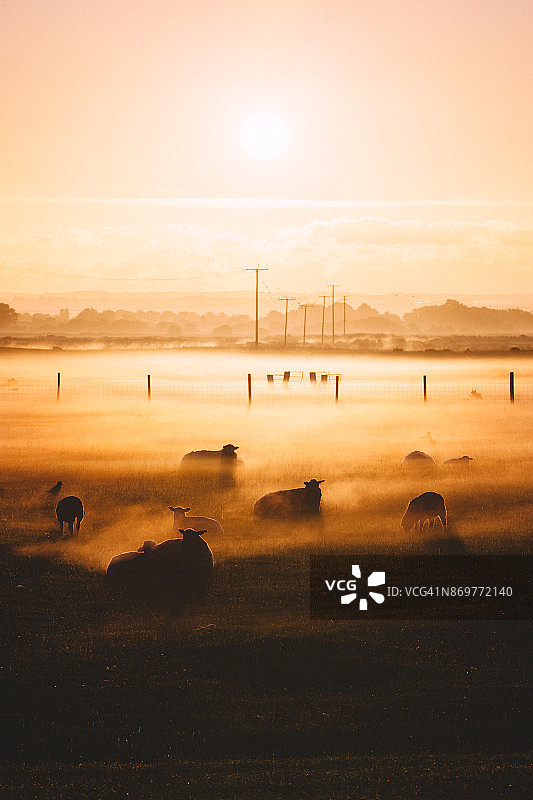 英格兰肯特郡罗马尼沼泽的绵羊日出图片素材