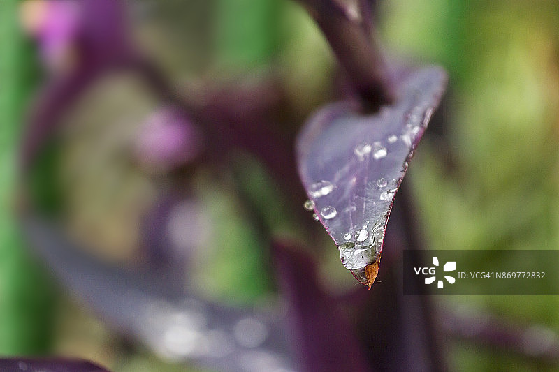 紫鸭跖草图片素材