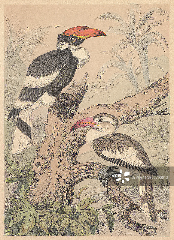 1887年出版的手绘犀鸟石版画图片素材