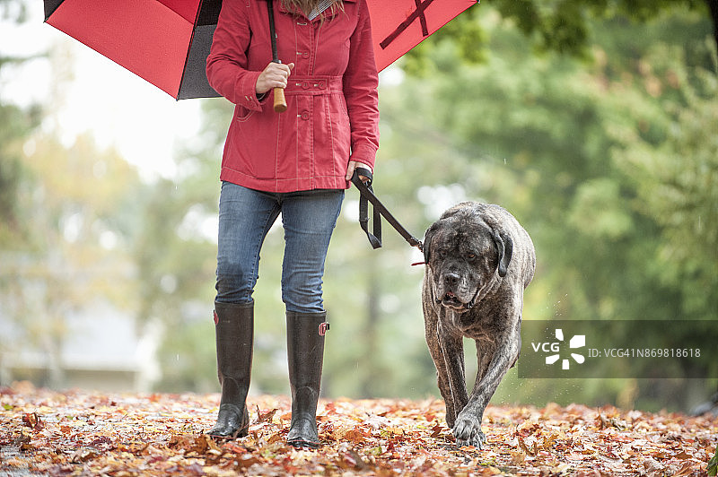 穿雨衣 carrying 伞在雨中遛英国马士提夫犬的成年女人图片素材