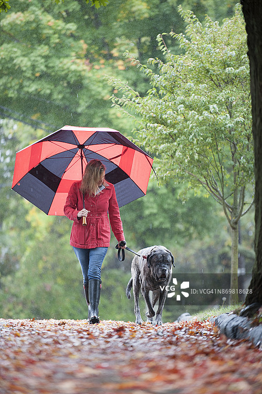 穿雨衣 carrying 伞在雨中遛英国马士提夫犬的成年女人图片素材