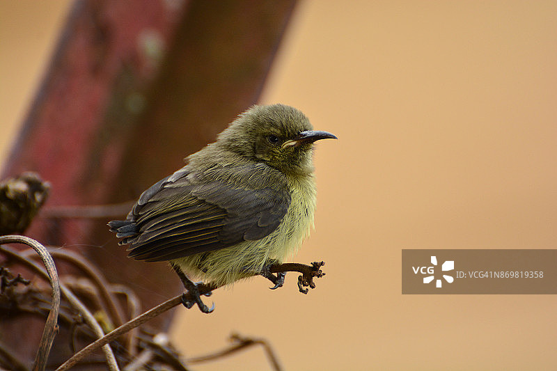帝王花蜜鸟图片素材