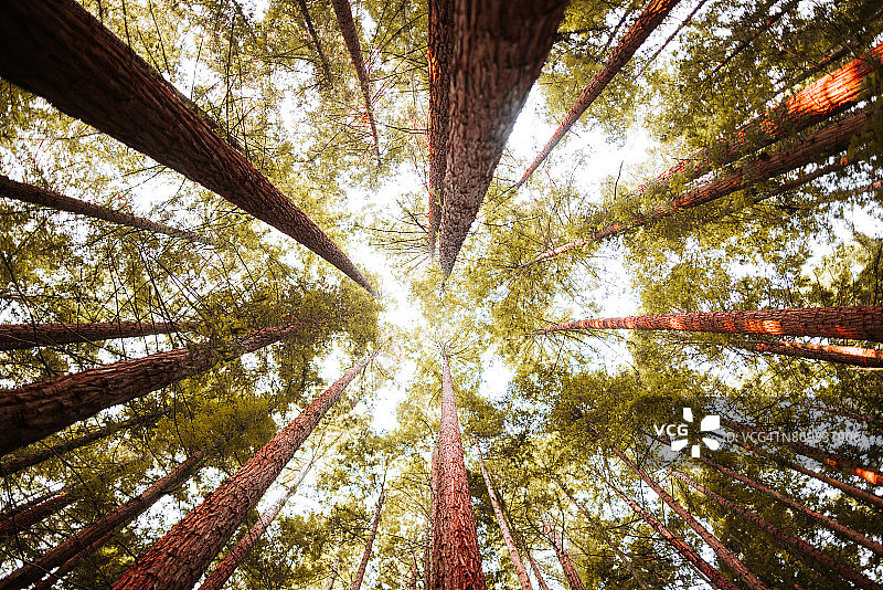 红杉森林图片素材