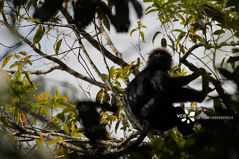 栖息在树上并朝向光线看的猴子低角度肖像图片素材