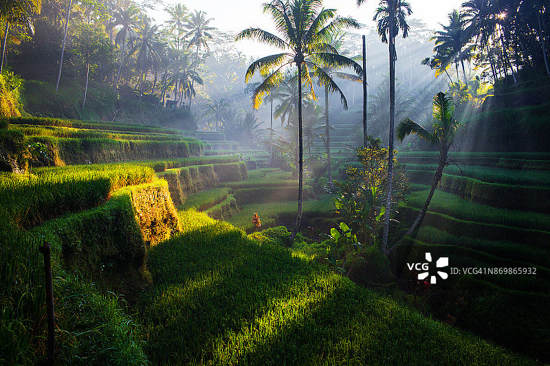 日出时分的德格拉朗梯田图片素材
