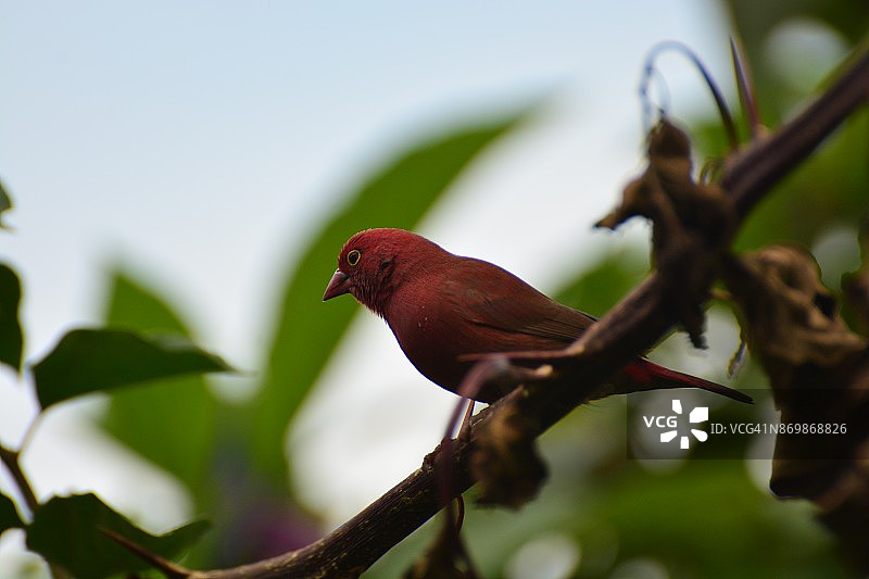红嘴火雀图片素材