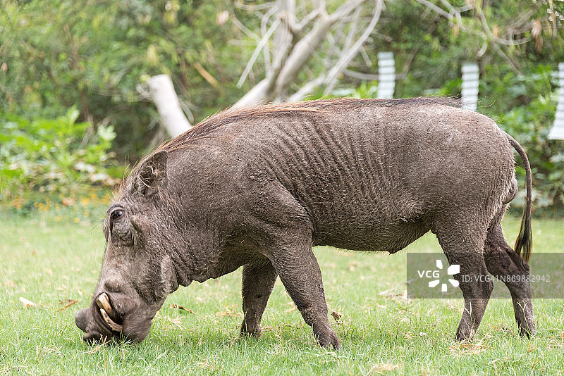 疣猪吃草图片素材