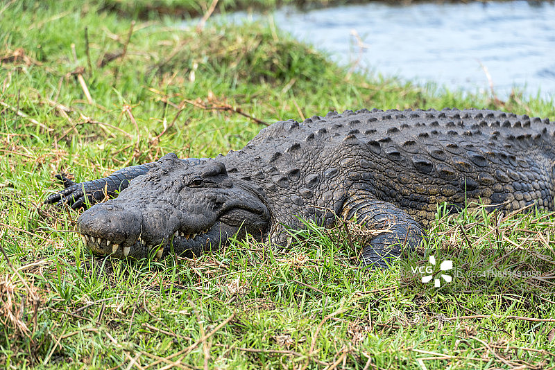 博茨瓦纳乔贝国家公园内的鳄鱼图片素材