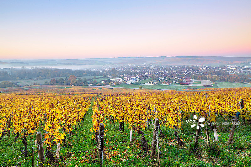 法国夏布利葡萄园的秋天图片素材