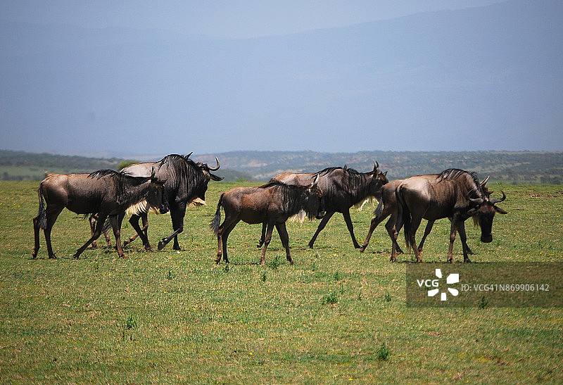 在塞伦盖蒂草原上吃草的角马图片素材