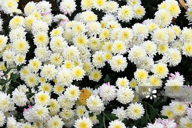 白色菊花图片素材