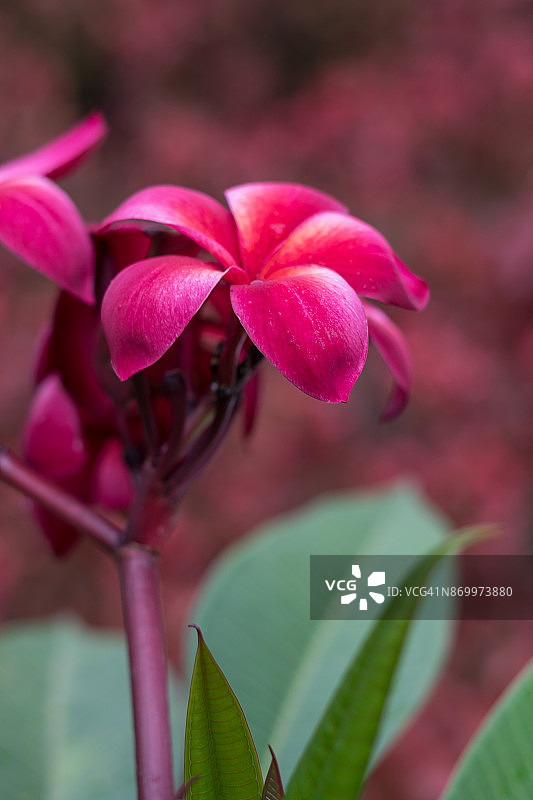 红色花朵特写图片素材